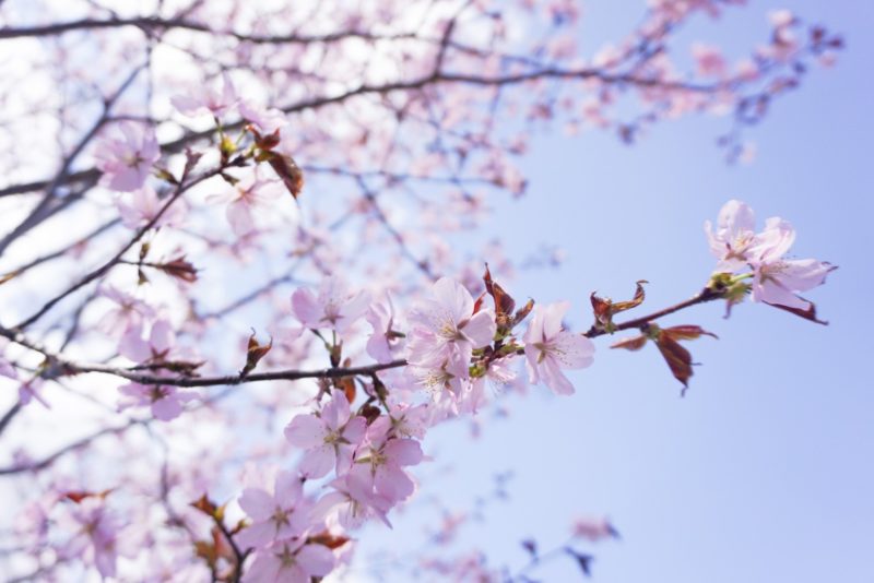 今後のコロナ対応に関して